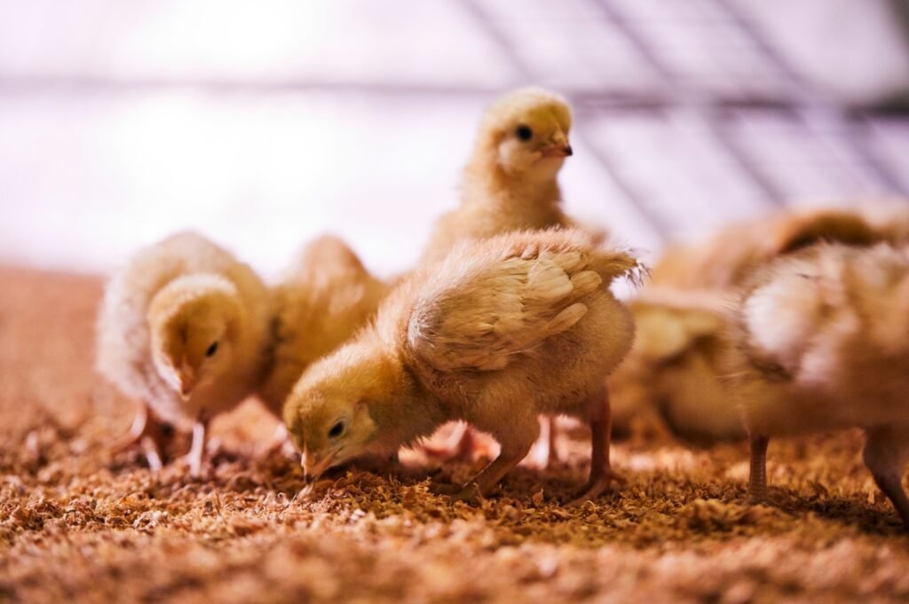 whatsapp image 2025 06 03 at 6.45.56 pm